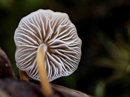 Fir-Cone Mushroom