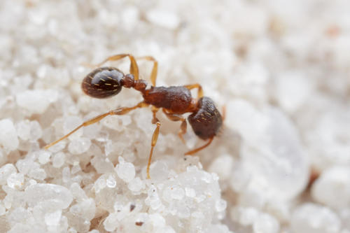 Tetramorium pusillumTetramorium pusillum