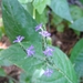 紫鱗堇 - Photo 由 Adrian Bojorquez 所上傳的 (c) Adrian Bojorquez，保留所有權利