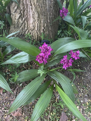 Spathoglottis unguiculata