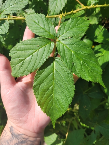 pugnacious blackberry (Rubus pugnax)