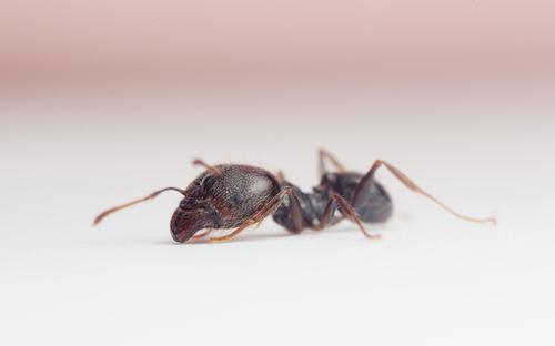 Pheidole foreliPheidole foreli