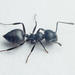 Black Cocktail Ant - Photo (c) Philip Herbst, all rights reserved, uploaded by Philip Herbst