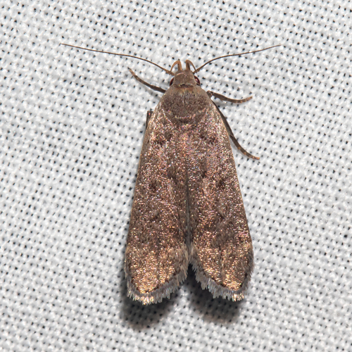 Anacampsis consonella