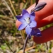 Thelymitra planicola - Photo (c) artamid, todos los derechos reservados, subido por artamid