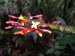 Hoffmannia sprucei image