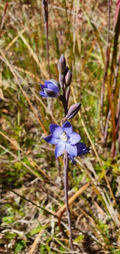 Thelymitra planicola