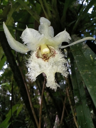 Chondroscaphe embreei