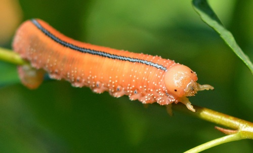 North American Elm Sawfly