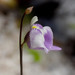 Utricularia arenaria - Photo (c) fotosynthesys, all rights reserved