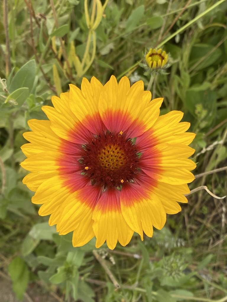 Indian Blanket From Bc Parkway New Westminster BC CA On September 23   Large 