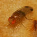 Spotted-winged Drosophila - Photo (c) RUIZ Jean Marc, all rights reserved, uploaded by RUIZ Jean Marc
