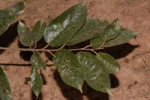 Marquesia