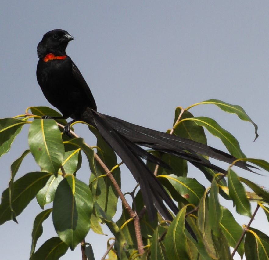 Red-collared Widowbird photo