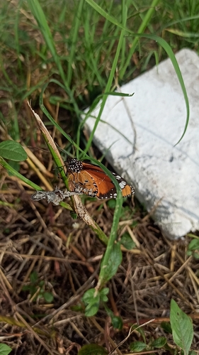 Plain Tiger Butterfly