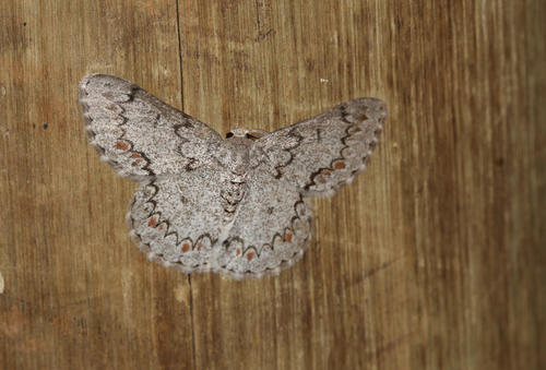 Mimandria cataractae