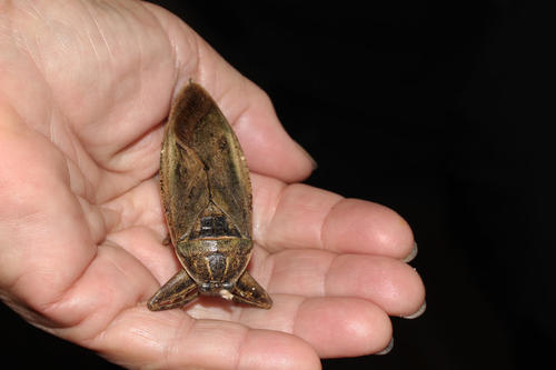 African Giant Water Bug