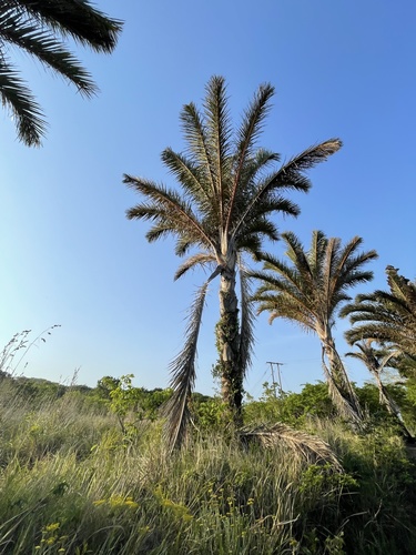 Where Is Raphia Raphia Palms (Genus Raphia) · iNaturalist