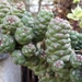 Euphorbia ritchiei - Photo (c) Alfredo Eloisa, todos os direitos reservados, uploaded by Alfredo Eloisa