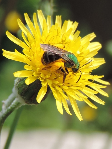 Agapostemon semimelleus