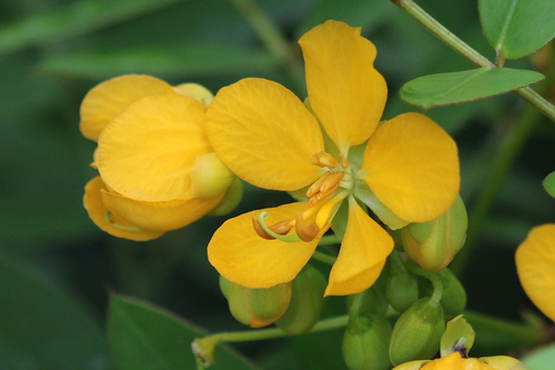 Coffee Senna