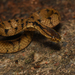 Atayal Slug-eating Snake - Photo (c) ph_hsu, all rights reserved, uploaded by ph_hsu