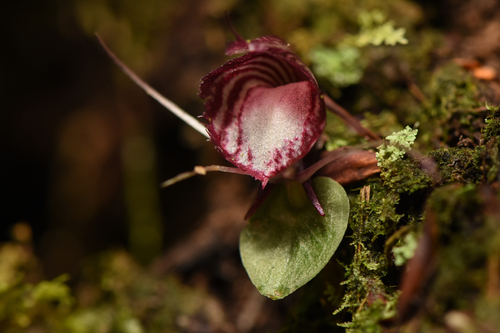 Corybas sinii