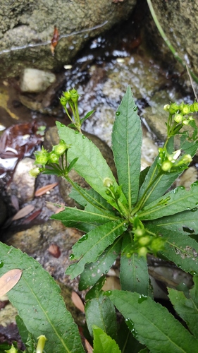 Gesneria humilis