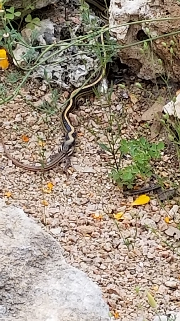 Texas Patch-nosed Snake From 4801 La Crosse Ave, Austin, TX 78739, USA ...