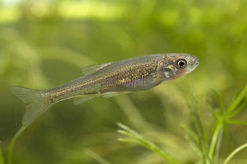 Leuciscinae