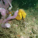 Observation photo