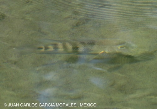 Blackthroat Cichlid