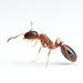 Pharaoh Ants and Timid Ants - Photo (c) Philip Herbst, all rights reserved, uploaded by Philip Herbst