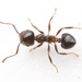Hairy-headed Acrobat Ant - Photo (c) Aaron Stoll, all rights reserved, uploaded by Aaron Stoll