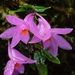 Dendrobium hasseltii - Photo (c) Chien Lee, כל הזכויות שמורות, הועלה על ידי Chien Lee