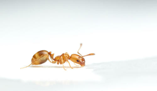 Monomorium tablenseMonomorium tablense