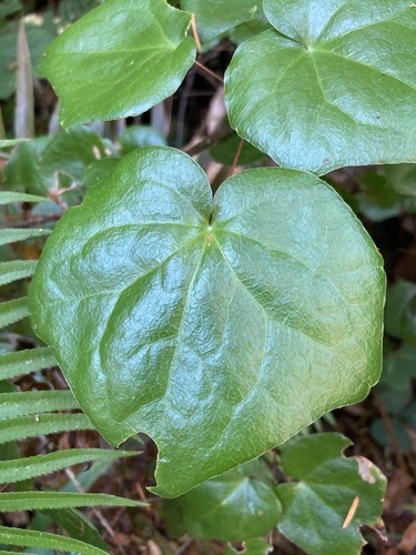 Redwood Inside-out-flower foliage