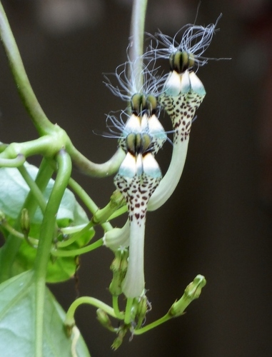 Ceropegia cumingiana