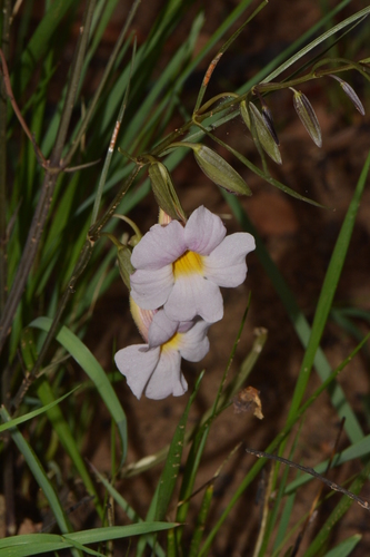 Thunbergia fasciculata
