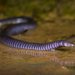 Gaboon Caecilian - Photo (c) Matthieu Berroneau, all rights reserved