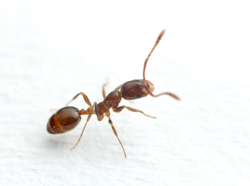 Monomorium esharreMonomorium esharre