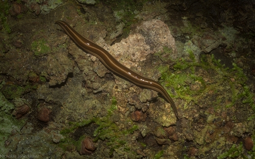 Australopacifica scaphoidea (Steel, 1900)