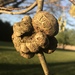 Gouty Oak Gall Wasp - Photo (c) ashishee, all rights reserved