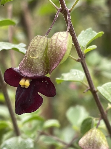 Black Sunbell