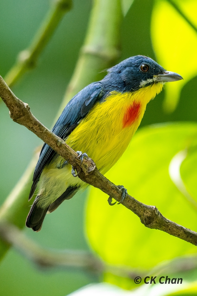 Crimson-breasted Flowerpecker (Prionochilus percussus) photo