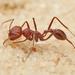 Ocymyrmex - Photo (c) Philip Herbst, todos os direitos reservados, uploaded by Philip Herbst