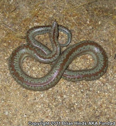 Coastal Rosy Boa