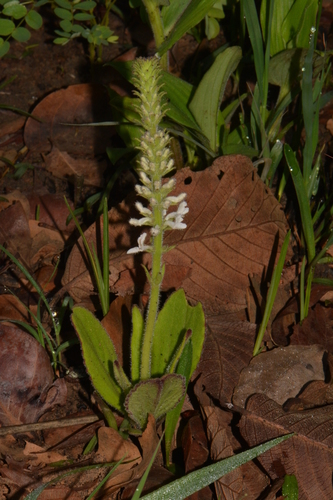 Dambo rocksage (Aeollanthus homblei)