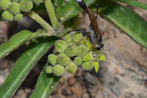 Raphionacme madiensis