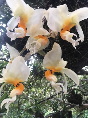Embree's Stanhopea